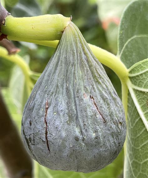 ponte tresa fig.